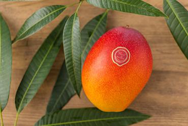 Miyazaki Mango: Trứng của mặt trời đắt đỏ nhất thế giới 2